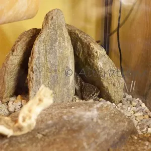 Panther gecko1