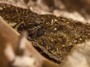 Panther gecko2
