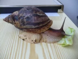 ulita bohužel zažila jakýsi náraz