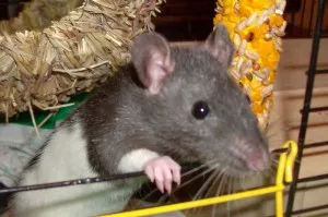 Fren/Frída