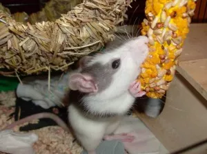 Ginger hlodá :)