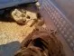 Heterodon nasicus
