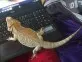 Agama vousatá  (Pogona vitticeps)