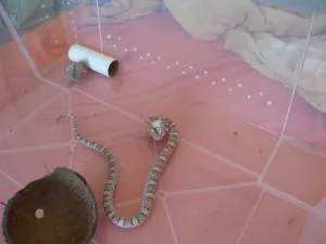 Hadi jsou krmeni mimo terárium, takže štěpky v teráriu je v plánu vyměnit za lignocel
