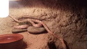 ...Silver je okamžitě podrobil zatěžkávacímu testu
