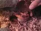 Užovka červená  (Pantherophis guttatus)