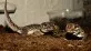 Gekon madagaskarský  (Paroedura pictus)