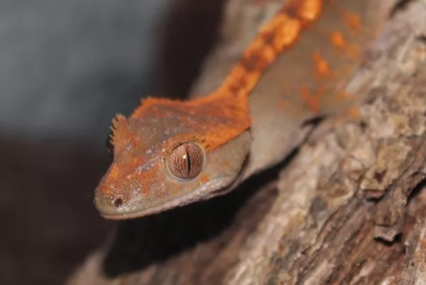 Hlavní fotka