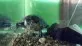 Želva nádherná -Trachemys scripta elegans