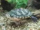 Želva žlutolící -Trachemys scripta scripta