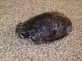 Želva nádherná Troostova -Trachemys scripta troosti