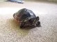 Želva žlutolící -Trachemys scripta scripta