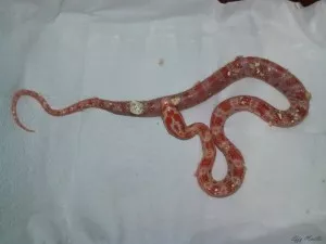 Amelano het Ghost 6/18-1