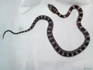 Klasik het Ghost poss het Amel 6/18-3