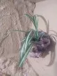 Chlorophytum comosum