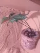 Syngonium albolineatum