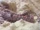 Užovka červená  (Pantherophis guttatus)