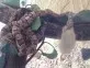 Užovka červená  (Pantherophis guttatus)