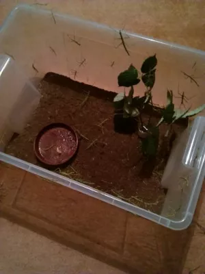 zatím platová krabice, místo insektária