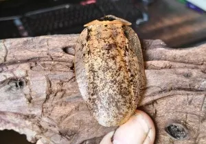 Šváb velkokřídlý (Archimandrita tesselata)