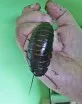 Šváb madagaskarský - syčící (Gromphadorhina portentosa)