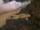Lepidodactylus lugubris