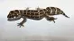 Hemidactylus imbricatus