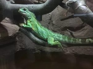 modelka :)