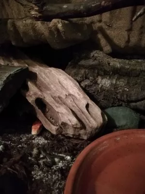 Azog 12/18