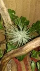 Tillandsia