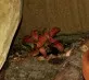 Fittonia (Hadí kůže)