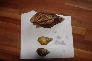 všichni tři