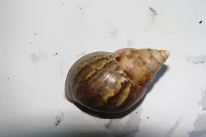 Šnek