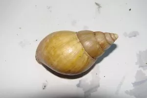 Slizoň