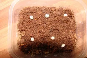 VAJČKA