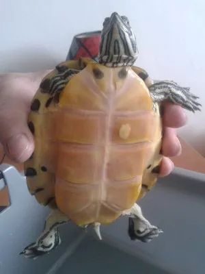 Začátek stavu