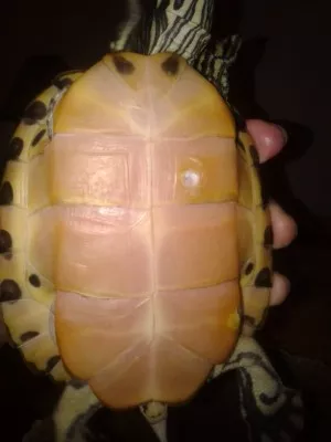 Opatrné odstranění odumřelé části a vyndání hnisu