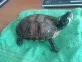 Trachemys scripta scripta