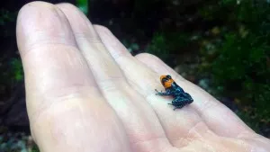 Ranitomeya benedicta "Shucushuyacu"