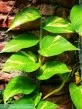 Scindapsus Aureus - Šplhavice