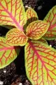 Fittonia verschaffeltii