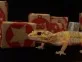 Gekončík noční  (Eublepharis macularius) Hypo Temper Albino het. Raptor
