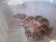 Gekončík noční  (Eublepharis macularius) Klasik