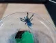 Caribena versicolor