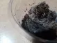 Holothele incei