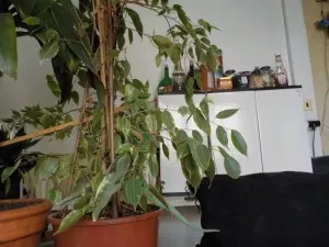 vzhůru na bambus ve fíkusu 5.018