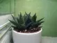 Haworthia fasciata