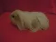 Morče domácí  (Cavia aperea f. porcellus)
