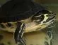 želva žlutolící (Trachemys scripta scripta)