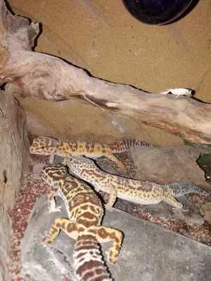 Porada :D :D